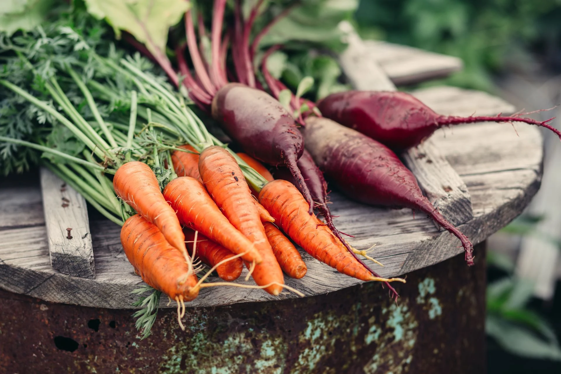 Freshly harvested carrots and beets with their leafy tops on a wooden surface.